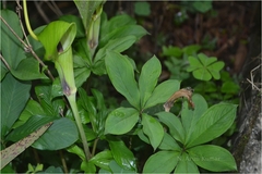 Arisaema tortuosum var. neglectum